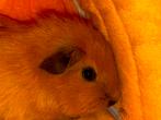 Cavia beertje, Dieren en Toebehoren, Knaagdieren, Cavia, Mannelijk, Januari, Tam