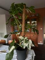 Grote gezonde monstera albo variegata, Ombre partielle, Plante verte, Enlèvement, 100 à 150 cm