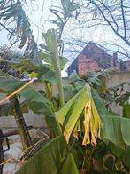 Musa basjoo Bananen planten, Tuin en Terras, Ophalen of Verzenden, Zomer, In pot, 100 tot 250 cm