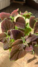 Coleusplant - rode en Bordeaux kleur - 38 cm, Bloeiende kamerplant, Ophalen