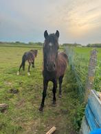 2 Welsh D- pony’s - ruin, Dieren en Toebehoren, Pony's