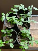 5 Blauwe regenplantjes, Zomer, Vaste plant, Ophalen of Verzenden, Klimplanten