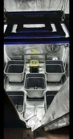 FAIRE POUSSER UN GORILLE DANS UNE TENTE, Enlèvement