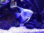 Diverse vissen scalare, zwarte tetra...., Dieren en Toebehoren