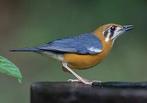 DAMALIJSTERS, Dieren en Toebehoren, Vogels | Overige Vogels, Geringd