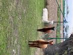 Alpaca, Dieren en Toebehoren, Schapen, Geiten en Varkens, Meerdere dieren, 0 tot 2 jaar
