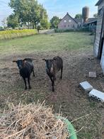Kruising zwartbles ooien, Dieren en Toebehoren, Schapen, Geiten en Varkens, Vrouwelijk, Schaap, 3 tot 5 jaar