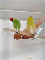 Diamant de Goulds-mutatie (gele stuit), Dieren en Toebehoren, Mannelijk