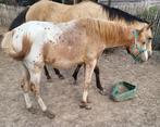 Appaloosa vos hengst van bijna 1,5 jaar, Hengst