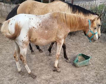 Appaloosa vos hengst van bijna 1,5 jaar beschikbaar voor biedingen