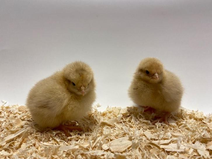 Mooie jonge Orpington kuikens gesekst en ingeënt, Dieren en Toebehoren, Pluimvee, Kip, Vrouwelijk