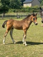 New Forest Hengstveulen, Hengst