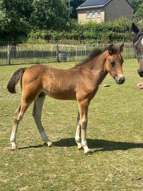 New Forest Hengstveulen, Dieren en Toebehoren, Pony's, Hengst