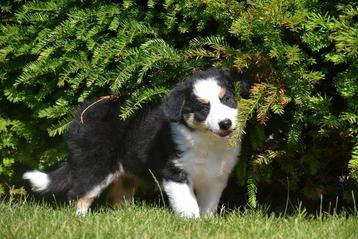 Prachtig Border Collie teefje  beschikbaar voor biedingen