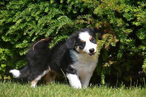 Prachtig Border Collie teefje, Dieren en Toebehoren, Honden | Herdershonden en Veedrijvers, Meerdere dieren, Collie, Fokker | Professioneel