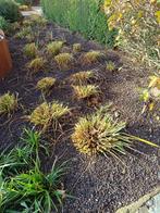 Pennisetum Red Head volwassen planten, Tuin en Terras, Planten | Tuinplanten, Ophalen, Vaste plant, Siergrassen