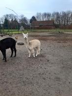 Alpaca, Dieren en Toebehoren, Juni, Vrouwelijk