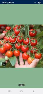 Heel mooie BİO tomatenplanten 100% biologische, Tuin en Terras, Planten | Tuinplanten, Ophalen