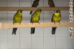 Geelbuikrosella’s