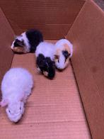 Cavia beertjes, Octobre, Mâle, Cobaye