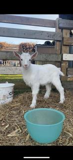 Bokje te koop, Dieren en Toebehoren, Schapen, Geiten en Varkens, Mannelijk, Geit, 0 tot 2 jaar