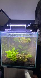 Aquarium Sera complet a vendre 64L, Animaux & Accessoires, Enlèvement, Comme neuf