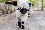 2 Walliser schwarznase rammetjes, Mannelijk, Schaap, 0 tot 2 jaar