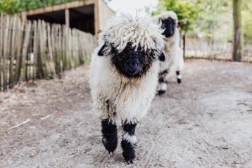 2 Walliser schwarznase rammetjes beschikbaar voor biedingen