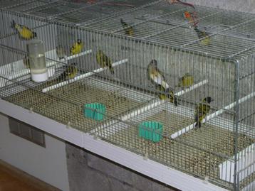 lot van11 zwartkopsijs te koop  beschikbaar voor biedingen