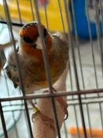 metis  widani 3 jaar, Dieren en Toebehoren, Vogels | Overige Vogels