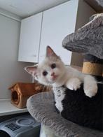 Ragdoll kittens met stamboom, Dieren en Toebehoren, Poes, Gechipt, 0 tot 2 jaar