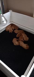 golden retriever pups, Dieren en Toebehoren, Golden retriever, België, Fokker | Hobbymatig, Reu