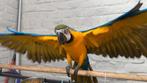 Blauw gele ara + kooi 1,5 jaar, Dieren en Toebehoren, Vogels | Parkieten en Papegaaien, Papegaai