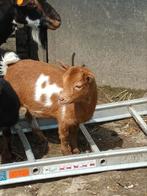 Dwerggeitje te koop., Animaux & Accessoires, Moutons, Chèvres & Cochons, Femelle, Chèvre, 0 à 2 ans