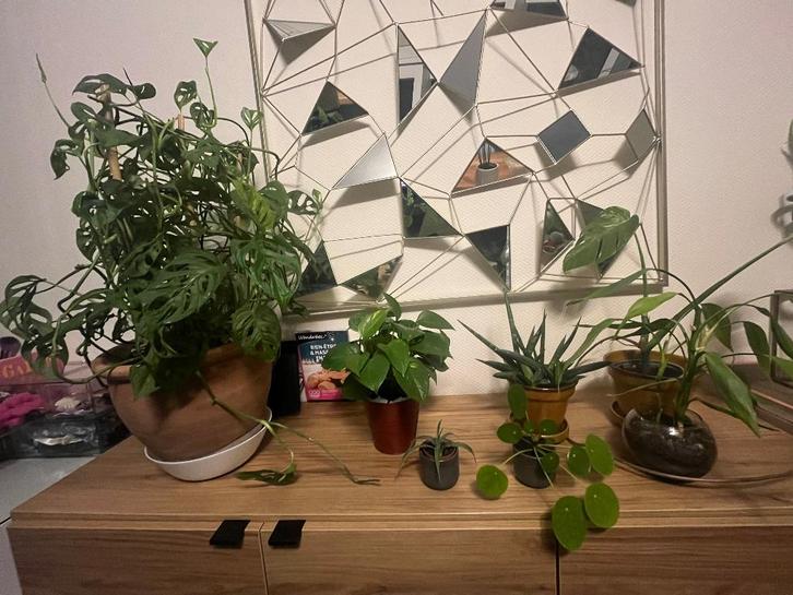 Lot de plantes, Maison & Meubles, Plantes d'intérieur, Autres espèces, Moins de 100 cm, Plante verte, Ombre partielle, En pot