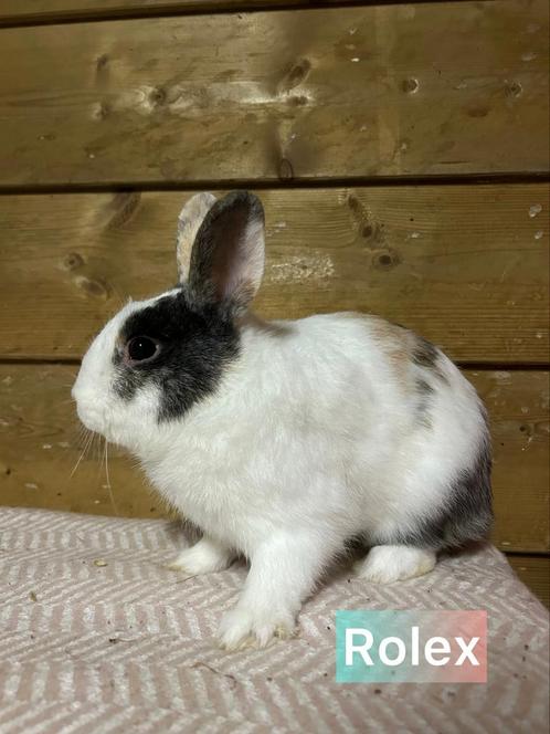 Ter adoptie gecastreerde en gevaccineerde ram, Dieren en Toebehoren, Konijnen, Klein