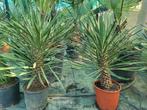 Yucca filifera, 70/80 hoog., Tuin en Terras, Ophalen of Verzenden