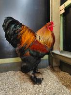 Trio Brahma's meerzomig patrijs tentoonstellingsdieren, Dieren en Toebehoren, Pluimvee