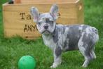 Franse bulldog pups 💖💖💖 ook fluffy, Dieren en Toebehoren, Honden | Bulldogs, Pinschers en Molossers, 15 weken tot 1 jaar, Buitenland
