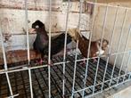 Koppel bulgarse duiven, Dieren en Toebehoren, Vogels | Duiven