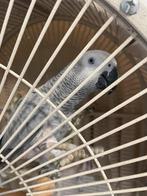 Grijs roodstaart papagai, Dieren en Toebehoren, Vrouwelijk, Papegaai, Pratend