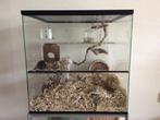 Maatwerk knaagdieren terrarium voor Knaagdieren, Minder dan 60 cm, Ophalen of Verzenden, Minder dan 75 cm, Nieuw