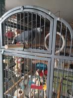 Grijze roodstaart, Ophalen of Verzenden