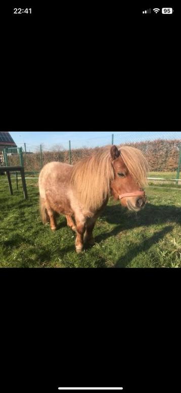 Koppeltje shetlanders, Dieren en Toebehoren, Pony's, Meerdere dieren
