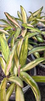 Hoya wayettii variegata, Maison & Meubles, Plantes d'intérieur, Enlèvement ou Envoi