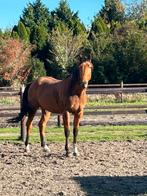Rijpaard, Dieren en Toebehoren, Ruin