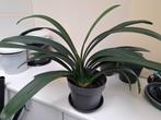 Clivia, Ophalen, Overige soorten, Halfschaduw, In pot