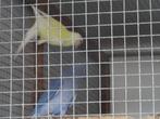 Halsbanden parkieten, Dieren en Toebehoren, Vogels | Parkieten en Papegaaien, Geringd