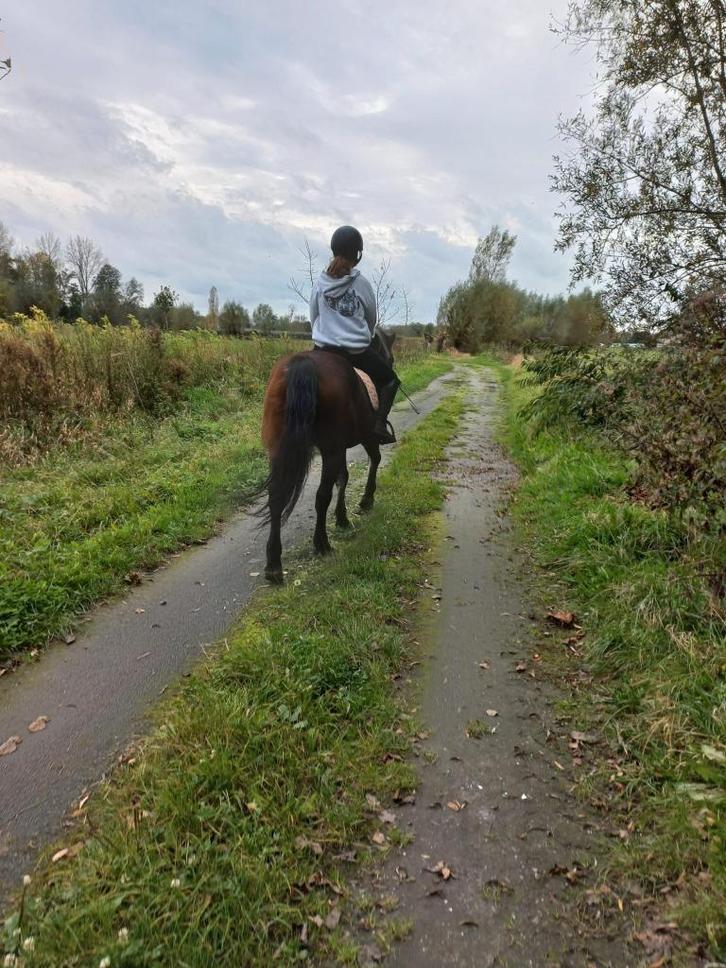 Verzorgpaard gezocht door ervaren ruiter (14j) – regio Zele, Dieren en Toebehoren, Paarden