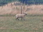 Hampshire down ramlammeren, Dieren en Toebehoren, Schapen, Geiten en Varkens, Mannelijk, Schaap, 0 tot 2 jaar